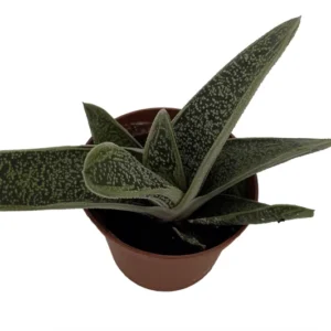 Little Warty Succulent Plant - Gasteria - 2.5 Inch Pot - Unique Textured Succulent