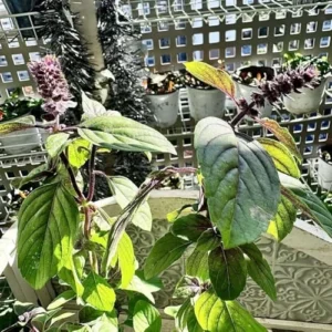 Live Basil Plants - 6 Pack African Blue Basil Herb Plant - 3-6 Inch Tall