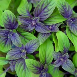 Live Basil Plants - 6 Pack African Blue Basil Herb Plant - 3-6 Inch Tall