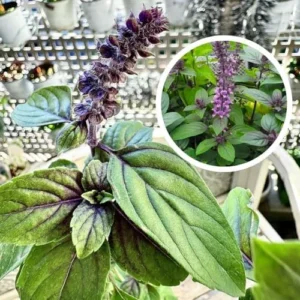 Live Basil Plants - 6 Pack African Blue Basil Herb Plant - 3-6 Inch Tall