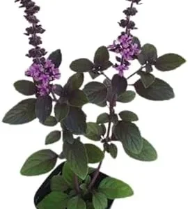 Live Basil Plants - 6 Pack African Blue Basil Herb Plant - 3-6 Inch Tall