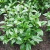 Live Basil Plants Set - 2 Sweet Basil Plants Ready to Plant - 4-6 Inches