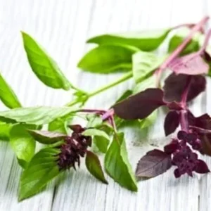 Live Basil Plants Set - 2 Sweet Basil Plants Ready to Plant - 4-6 Inches