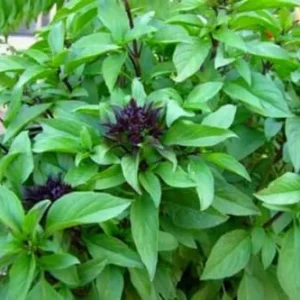 Live Basil Plants Set - 2 Sweet Basil Plants Ready to Plant - 4-6 Inches