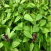Live Basil Plants Set - 2 Sweet Basil Plants Ready to Plant - 4-6 Inches