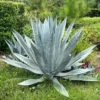 Live Blue Agave Plant - 20-24" Tall Agave Americana Century Plant in 3 Gallon Pot