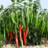 Live Cayenne Pepper Plants - Set of 2 - Long & Thin Seedlings - 4-6 Inch Tall - Yellow
