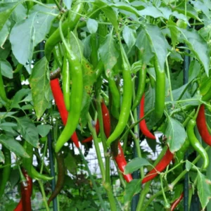 Live Cayenne Pepper Plants - Set of 2 - Long & Thin Seedlings - 4-6 Inch Tall - Yellow