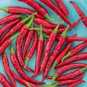 Live Cayenne Pepper Plants - Set of 2 - Long & Thin Seedlings - 4-6 Inch Tall - Yellow