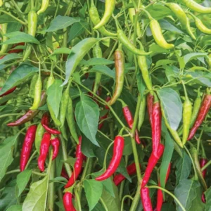 Live Cayenne Pepper Plants - Set of 2 - Long & Thin Seedlings - 4-6 Inch Tall - Yellow