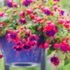 Live Fuchsia Plants - Purple Pink, 5 Inch, Unpotted