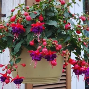 Live Fuchsia Plants - Purple Pink, 5 Inch, Unpotted