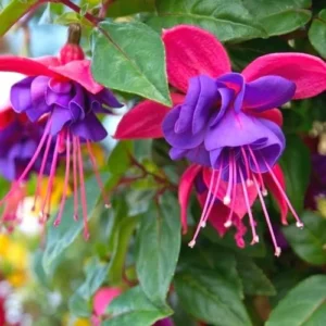 Live Fuchsia Plants - Purple Pink, 5 Inch, Unpotted