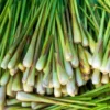 Live Lemon Grass Plants - 10 Rooted Stalks for Planting - Herb Garden Starter