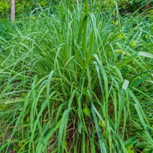 Live Lemon Grass Plants - 10 Rooted Stalks for Planting - Herb Garden Starter
