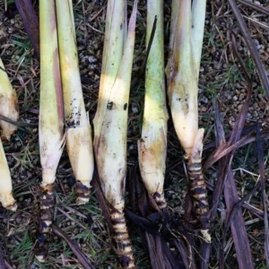 Live Lemon Grass Plants - 10 Rooted Stalks for Planting - Herb Garden Starter