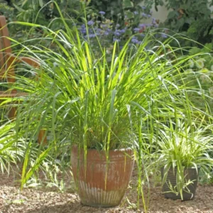 Live Lemon Grass Plants - 10 Rooted Stalks for Planting - Herb Garden Starter