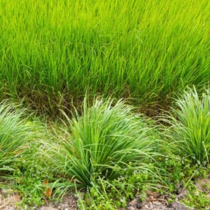 Live Lemon Grass Plants - 10 Rooted Stalks for Planting - Herb Garden Starter