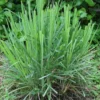 Live Lemongrass Plants - 10 Fresh Stalks for Outdoor Planting