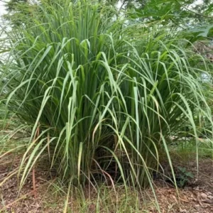 Live Lemongrass Plants - 10 Fresh Stalks for Outdoor Planting