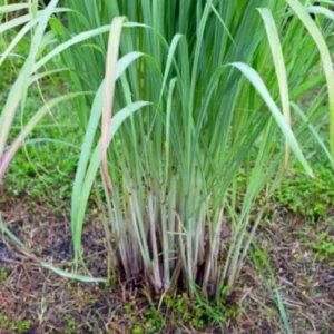 Live Lemongrass Plants - 10 Fresh Stalks for Outdoor Planting