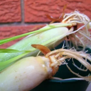 Live Lemongrass Plants - 10 Fresh Stalks for Outdoor Planting