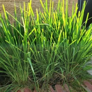 Live Lemongrass Plants - 10 Fresh Stalks for Outdoor Planting