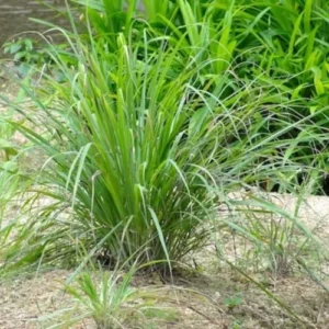 Live Lemongrass Plants - 2 Fresh Herb Stalks - 4 Inch Pot - Outdoor Thai Lemongrass