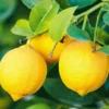 Live Meyer Lemon Tree - Dwarf Potted Plant - 1-2 ft Indoor Outdoor