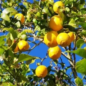 Live Meyer Lemon Tree - Dwarf Potted Plant - 1-2 ft Indoor Outdoor