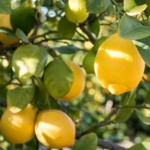 Live Meyer Lemon Tree - Dwarf Potted Plant - 1-2 ft Indoor Outdoor