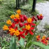 Live Milkweed Plants - Orange Butterfly & Tropical Varieties - Gardening Ready