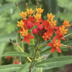 Live Milkweed Plants - Orange Butterfly & Tropical Varieties - Gardening Ready
