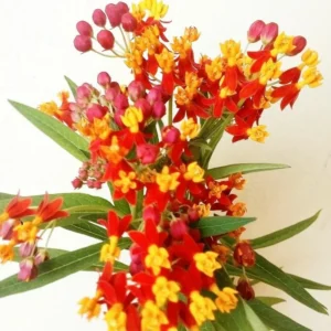 Live Milkweed Plants - Orange Butterfly & Tropical Varieties - Gardening Ready