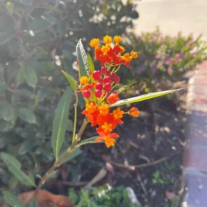 Live Milkweed Plants - Orange Butterfly & Tropical Varieties - Gardening Ready