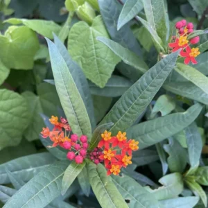 Live Milkweed Plants - Orange Butterfly & Tropical Varieties - Gardening Ready