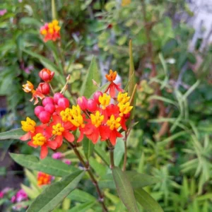 Live Milkweed Plants - Orange Butterfly & Tropical Varieties - Gardening Ready
