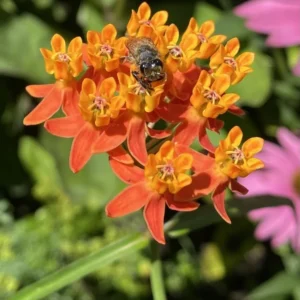 Live Milkweed Plants - Orange Butterfly & Tropical Varieties - Gardening Ready
