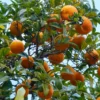 Live Orange Tree - Sweet Fruit Tree 3-4 ft Tall - Grow Your Own Oranges!