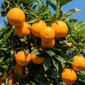 Live Orange Tree - Sweet Fruit Tree 3-4 ft Tall - Grow Your Own Oranges!