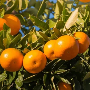 Live Orange Tree - Sweet Fruit Tree 3-4 ft Tall - Grow Your Own Oranges!