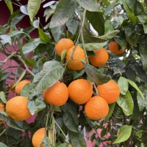 Live Orange Tree - Sweet Fruit Tree 3-4 ft Tall - Grow Your Own Oranges!