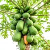 Live Papaya Tree Plant - 12-14 Inch Tall - Well Rooted Papaya Tree