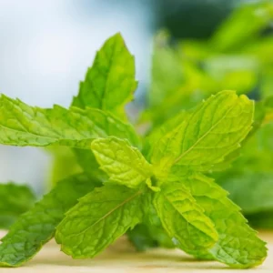 Live Peppermint Mint Plant - Fresh Herb - Indoor & Outdoor Use