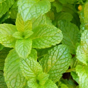Live Peppermint Mint Plant - Fresh Herb - Indoor & Outdoor Use