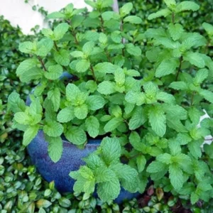 Live Peppermint Mint Plant - Fresh Herb - Indoor & Outdoor Use