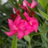 Live Pink Oleander Plant 2-Pack - 4-6 Inch Tall Shrub - Outdoor Indoor Gardening