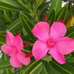 Live Pink Oleander Plant 2-Pack - 4-6 Inch Tall Shrub - Outdoor Indoor Gardening