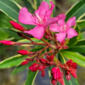 Live Pink Oleander Plant 2-Pack - 4-6 Inch Tall Shrub - Outdoor Indoor Gardening