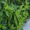 Longevity Spinach Plants - 2 Live Bare Roots, Indoor/Outdoor Vegetable Plants